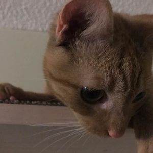 Meet your Posher, Jaime